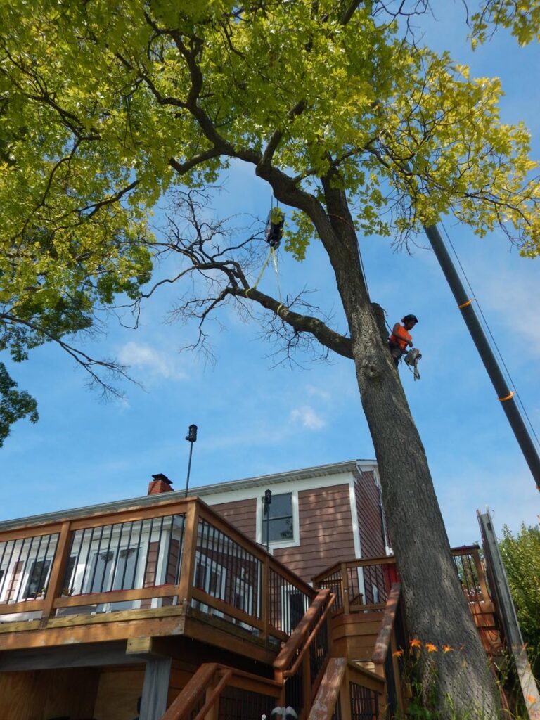 Grand Rapids Crane Gallery – Residential Grand Rapids Crane Gallery - Residential